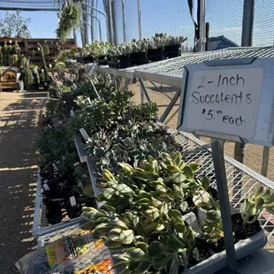 Succulents galore!