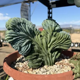 Great selection and variety!