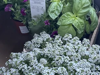 Desert Bloom Garden Center