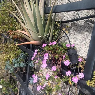 Outside flowers...very nice decor.