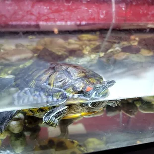 Turtles in the aquarium at Four Corners pizza