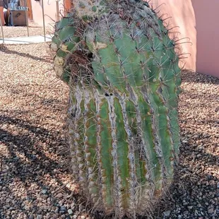 a cactus in a desert setting