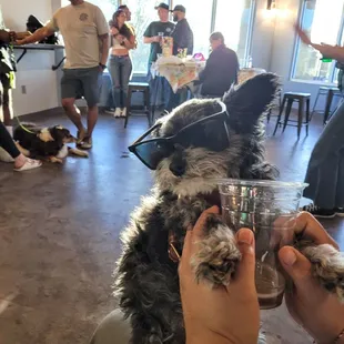 Onyx enjoying the cool atmosphere