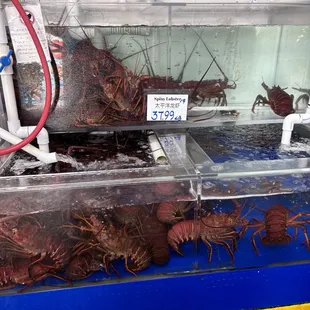 Australia lobster