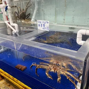 King crab