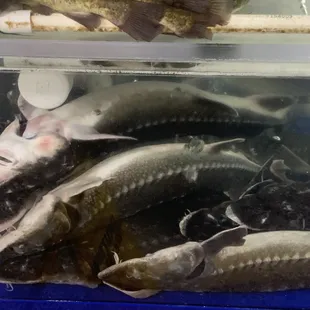 Sea lice infestation and parasites