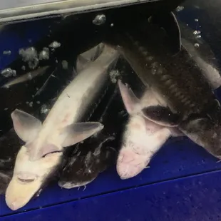 FISH Sea Lice  Infestation