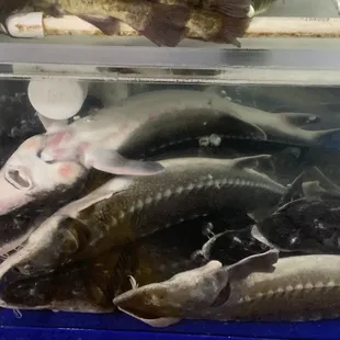 Parasites and sealice infestation