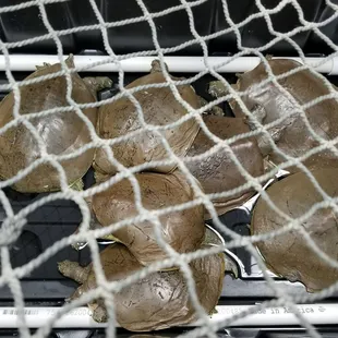 Soft shell turtle  $17.99