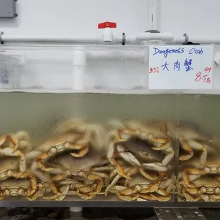 Dungeness crab $8.99