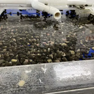 a fish tank filled with clams
