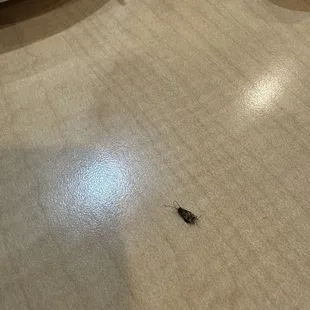 I found a roach in my salad !!!!!