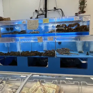 Lobsters and HUGE Dungeness Crab lower right.