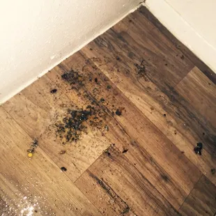 Roach eggs under the stove after cleaning 2 months earlier