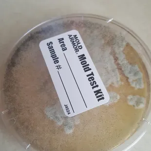 home mold test done, this is what grew in 48 hrs
