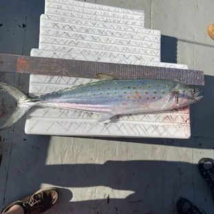 Spanish Mackerel.