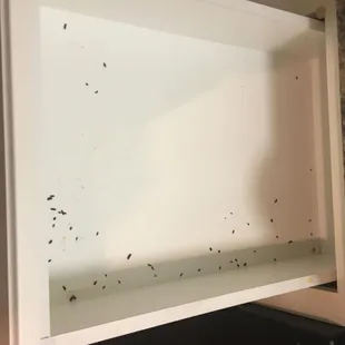 mouse drippings inside kitchen drawers