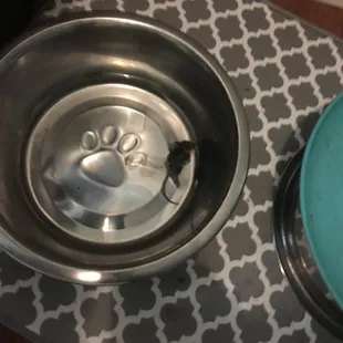 mouse found in dog's water bowl