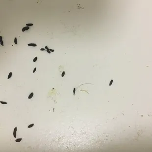 mouse drippings inside kitchen drawers