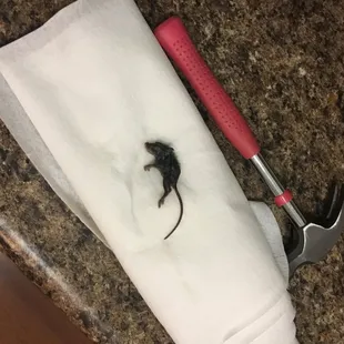 mouse found in dog's water bowl