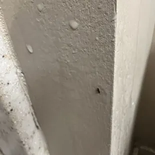 Bug that we killed with purchased bug spray we brought in because no one came to room to spray