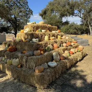 Pumpkin pyramid