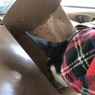 Paczki licking the Vegan nachos box.
