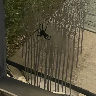 I wake up to one of these eight legged friends on my door every single morning. The streaks you see beside is raid.