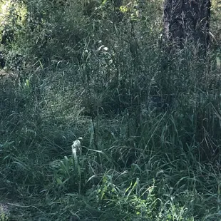 Small dog park. Where's Toby?