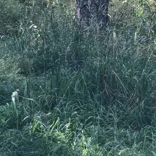 A dog in the small dog park. Way over grown but this little one loves to take her ball in and hide.