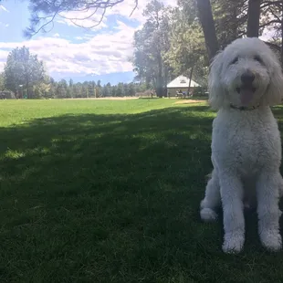 My dog loves this park!!! Lots of room to roam as well as a fenced dedicated dog park.