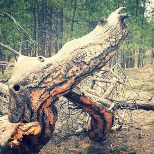 Cool tree at Fox Run!