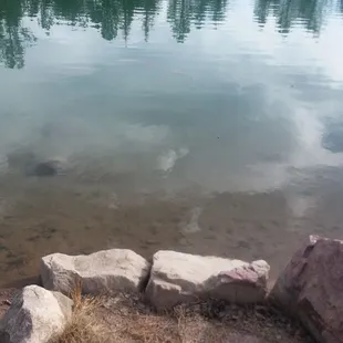 You can&apos;t see it in the photo, but there were fish and a turtle there.