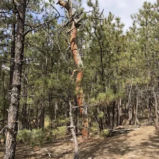 Can you find this needle in the haystack on your walk?