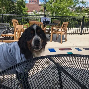 Dog friendly patio