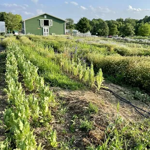 a view of the garden