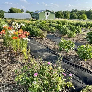 a view of the garden
