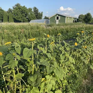 a field of sunflowers