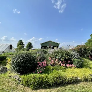 a view of the garden