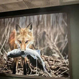 a fox with a fish in its mouth