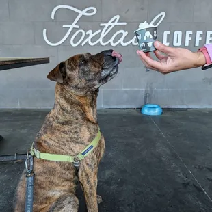 Dog friendly and free pup cups