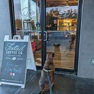 Patiently waiting for a pup cup