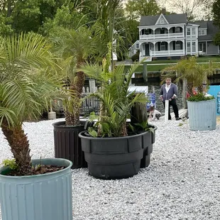 a couple of palm trees