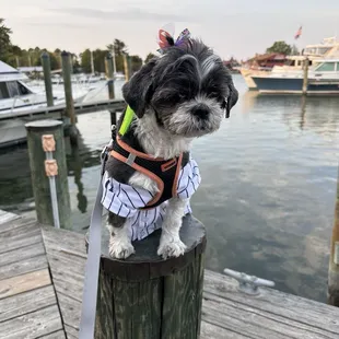 My Girl, Ella posing for a photo on the patio by the harbor.