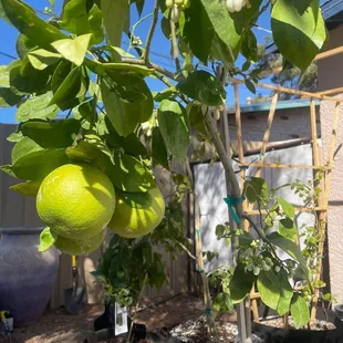 Tucson grown grapefruits