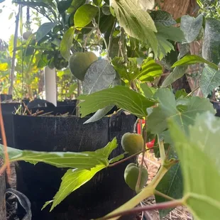 Tucson grown White Sapote