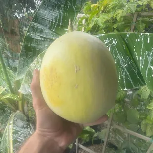 Tucson grown honeydew melon