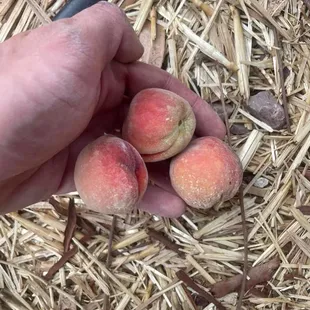 Tucson grown peaches