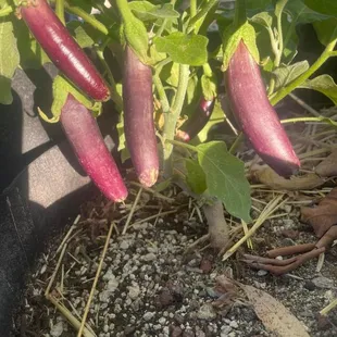 Tucson grown eggplants