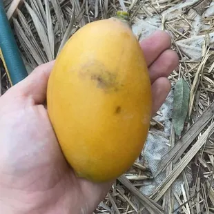 Tucson grown mango